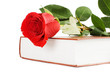 Beautiful red rose on the book isolated