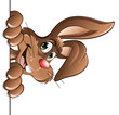 bunny closeup