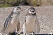 Pinguine 2