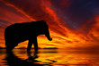 Silhouette of elephant against a red sky during sunset..