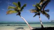 Coconut palms on tropical beach Coconut palms on tropical beach