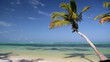 Palms on caribbean sea Palms on caribbean sea