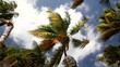 Palm on sky and clouds background