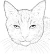line drawing cat line drawing cat