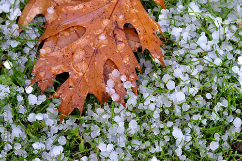 Photo: Hagelkörner und Herbstblatt Hagelkörner und Herbstblatt