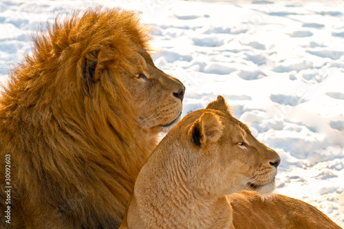 Photo: Lion couple lying in the snow Lion couple lying in the snow