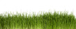 Gras frontal vor weißem Hintergrund