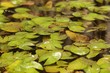 Nénuphar