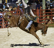 Bronco Rider