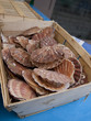 Coquilles Saint-Jacques
