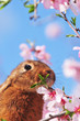 Osternhase