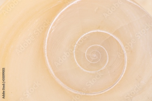 Photo: Operculum mit spiralförmigem Muster von Muschel am Strand Operculum mit spiralförmigem Muster von Muschel am Strand