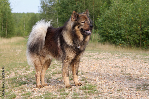 Photo: Eurasier Eurasier