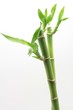 Foto: Bamboo Bamboo