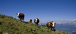 vaches en alpage vaches en alpage