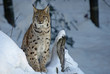 Luchs - die Raubkatze des Waldes