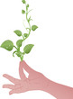 Vector illustration Green sprouts on a female hand Vector illustration Green sprouts on a female hand