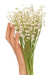 lily of the valley