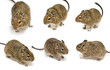 degu