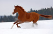 Chestnut horse gallop on snow