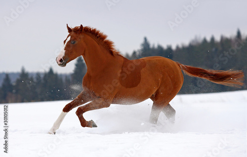 Photo: Chestnut horse gallop on snow Chestnut horse gallop on snow