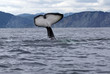 killer whale tail
