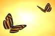 Tiger butterflies Render