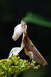 Orchid Mantis