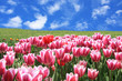 Field of tulips