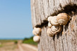 snails that crawl on wood