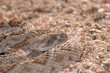Rattlesnakes Of Arizona