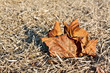 Fallen leaf on dry grass
