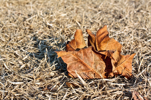 Photo: Fallen leaf on dry grass Fallen leaf on dry grass