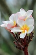 Frangipani (plumeria) flower