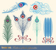 Vector set: Feathers of birds of paradise Vector set: Feathers of birds of paradise