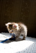 Photo: Kitten playing with ribbon Kitten playing with ribbon
