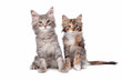 two main coon kittens
