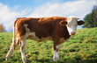 Foto: white head cow white head cow