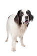 Landseer