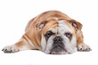 English bulldog English bulldog