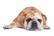 English bulldog