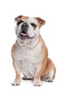 English bulldog