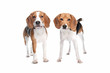 two beagle dogs