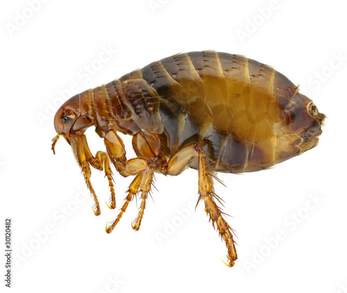 Photo : Pulex irritans Pulex irritans
