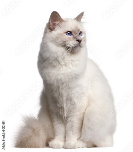 Photo: Birman cat, 9 months old, in front of white background Birman cat, 9 months old, in front of white background