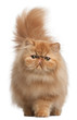 Persian kitten, 6 months old, in front of white background Persian kitten, 6 months old, in front of white background