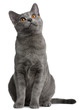 Chartreux kitten, 5 months old, in front of white background Chartreux kitten, 5 months old, in front of white background