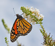 Monarch Butterfly