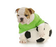 puppy soccer player