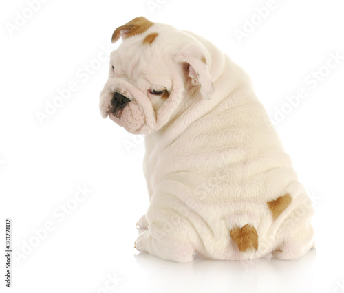 Photo: cute puppy cute puppy